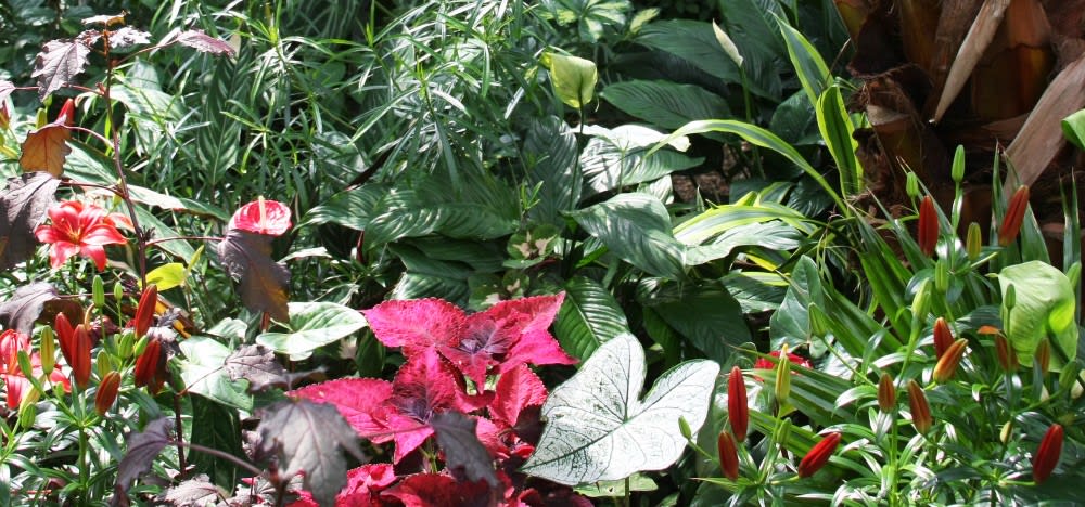 חממת בּלוֹדֶל