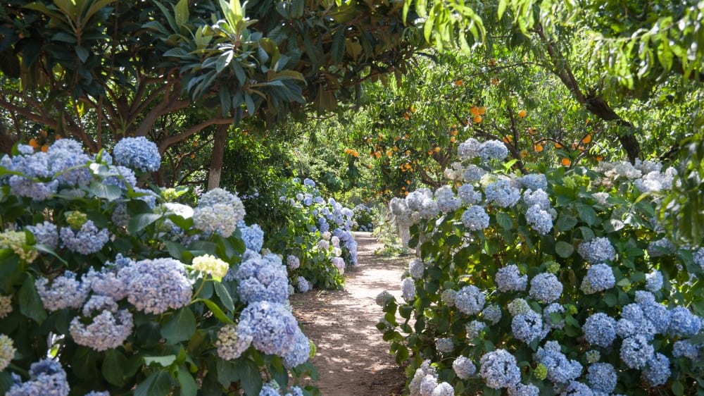 הגן הבוטני של כרתים