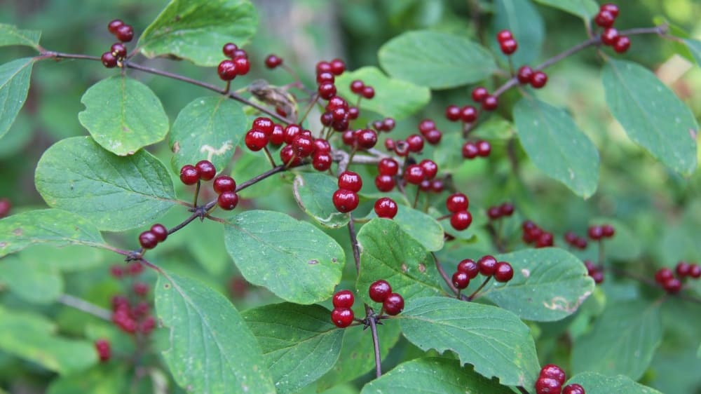 גרגרי יער בדרך למפל