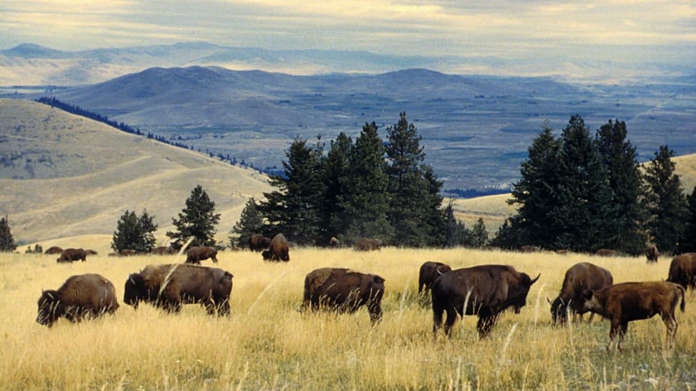 מרעה הלאומי לבאפאלו