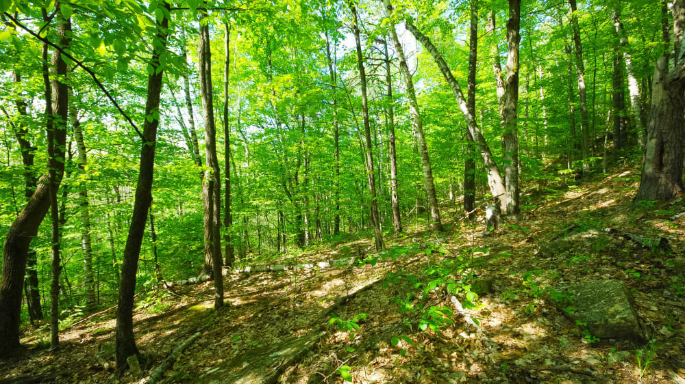 מחוז דור בוויסקונסין