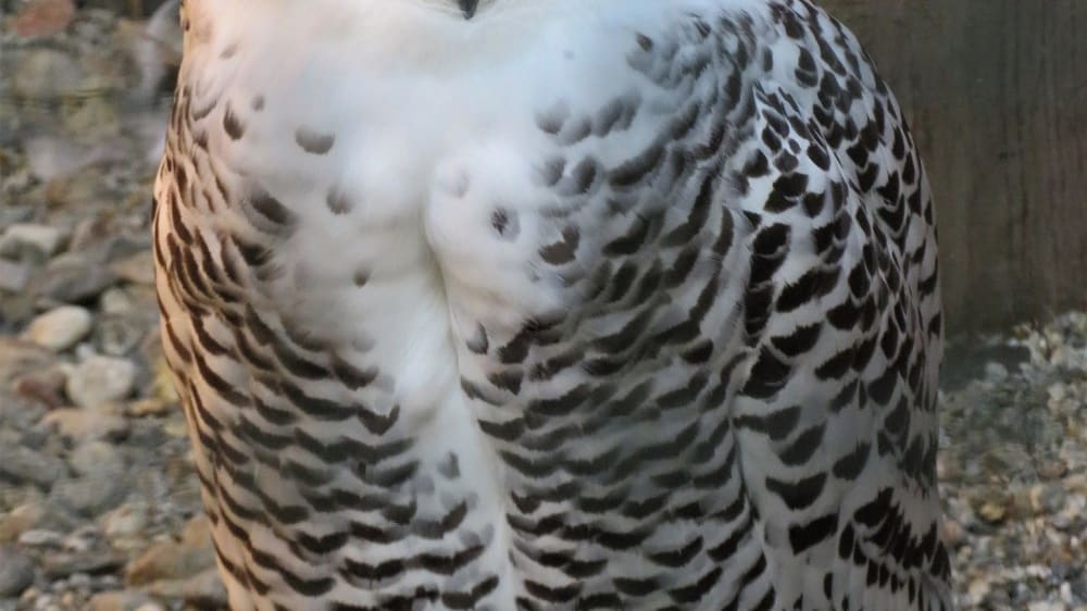 פארק עופות דורסים