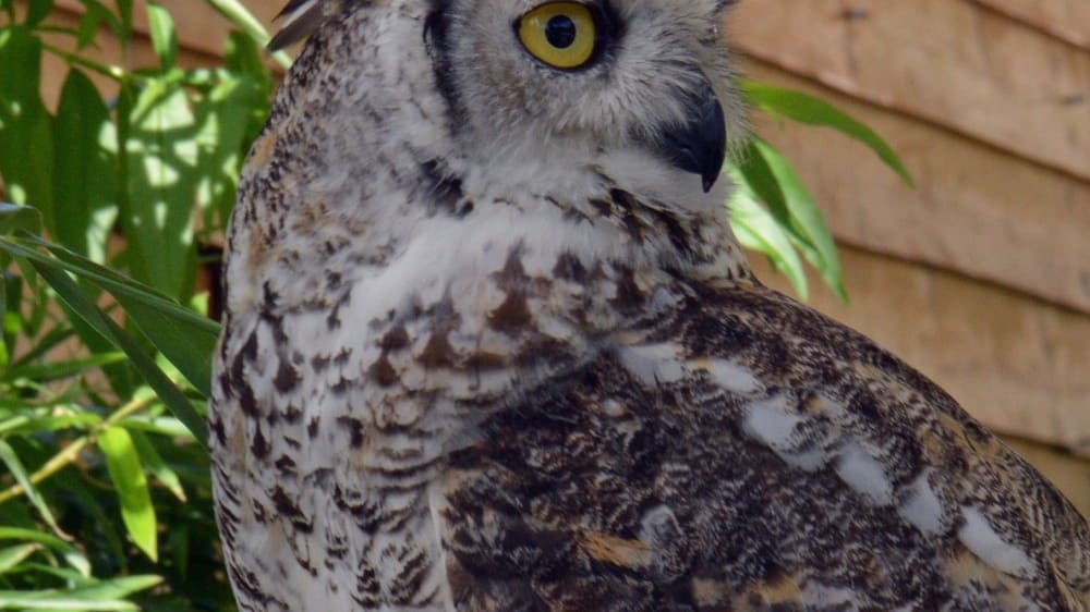 פארק עופות דורסים בלוֹקרנוֹ