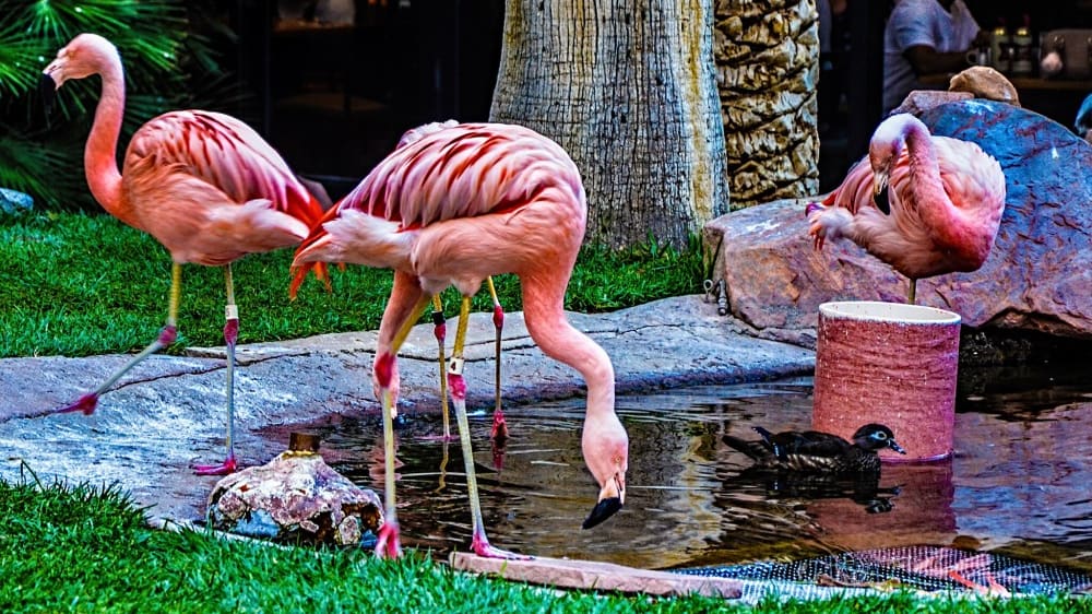 שמורת הפלמינגו