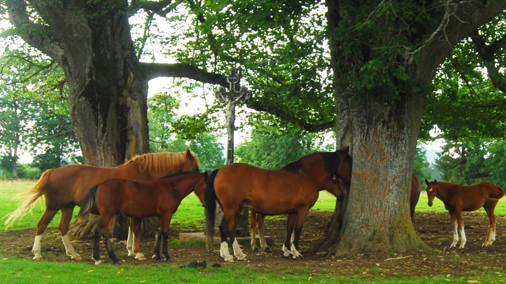 פראנש–מוֹנטאנייֶה