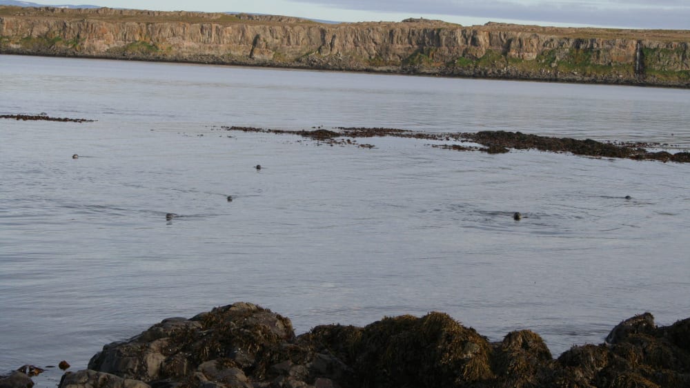 הינדיסוויק