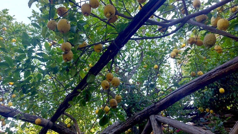 עצים עמוסים בלימונים בפרדס קאטאלדוֹ