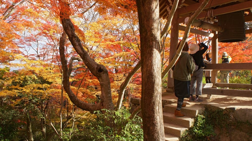  ג׳וג׳אקוֹ־ג׳י