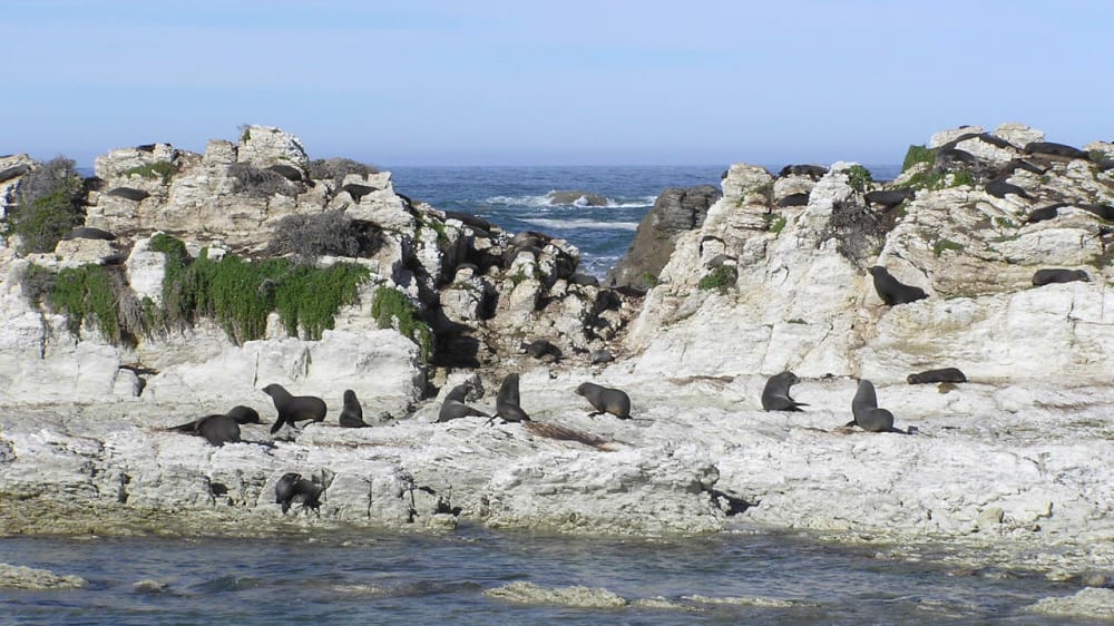 מושבת כלבי הים קאיקואוּרָה