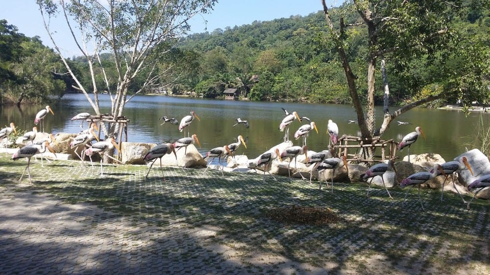 גן החיות הפתוח קַאוֹ קֶאוֹֹו