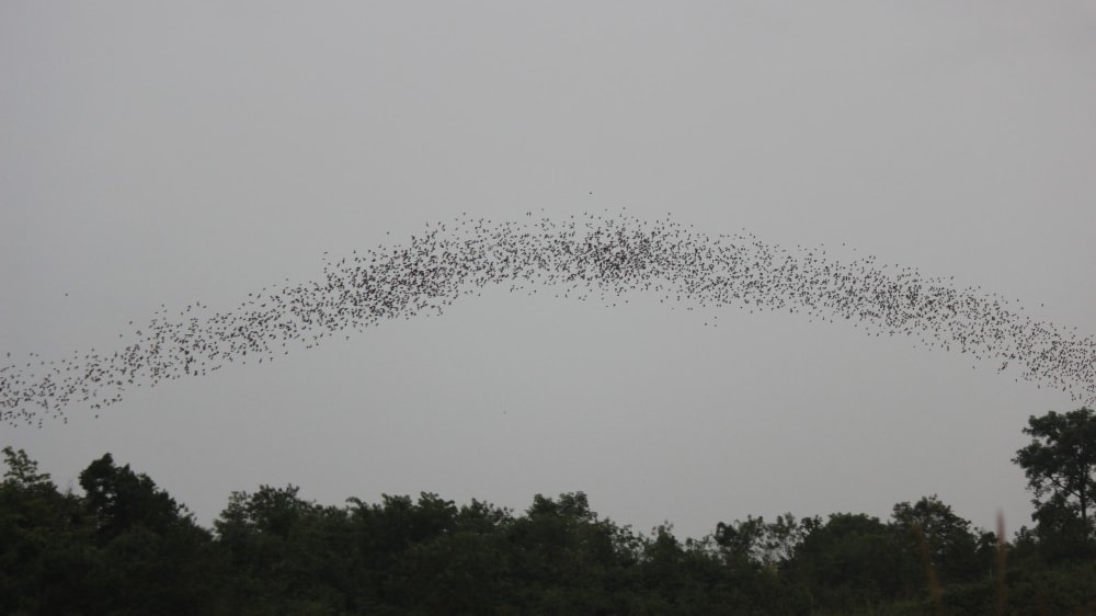 מאות אלפי עטלפים יוצאים ממערת קָאוֹ לוֹק צ'אנג