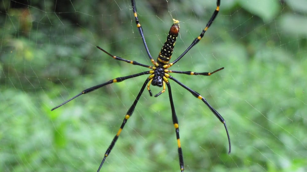 עכבישי ענק בשמורת הטבע קָאוֹ סוֹק