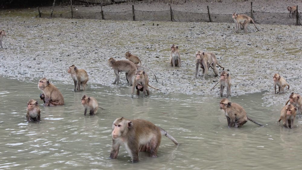 הקופים השוחים בקלוֹנג קוֹן
