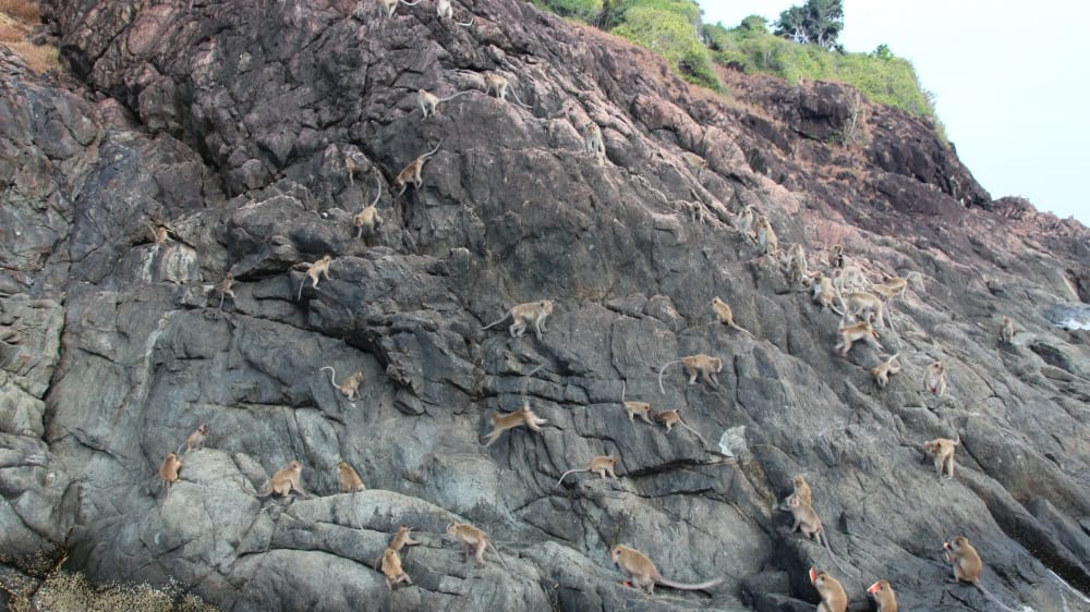 מושבת קופים בשיט האיים