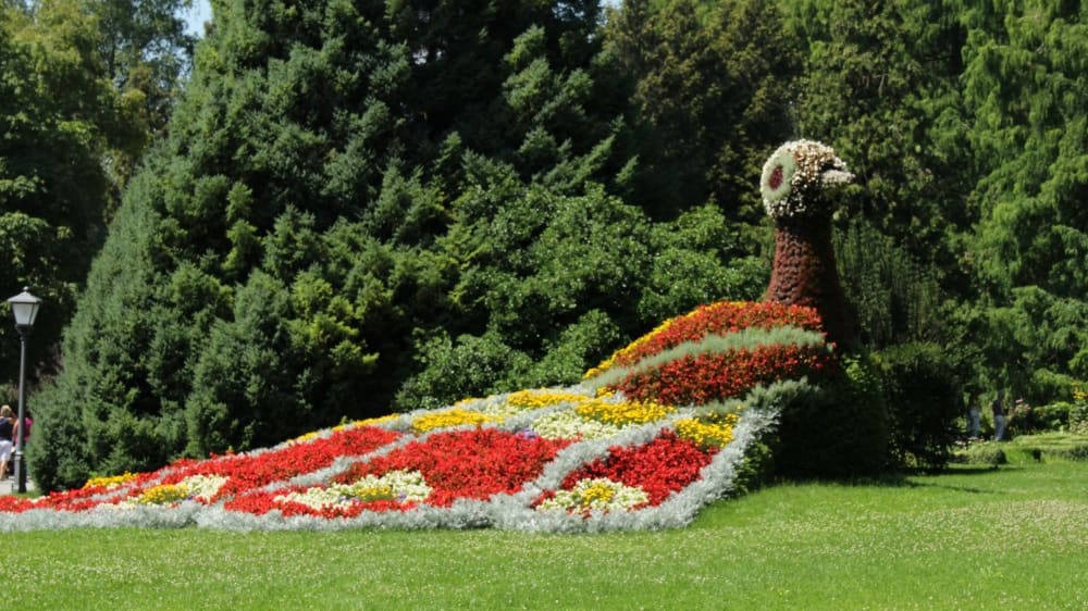 טווס מפרחים