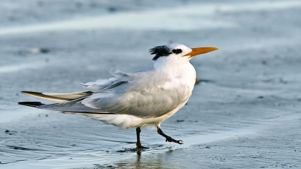חוף המדינה מורו סטרֶנד