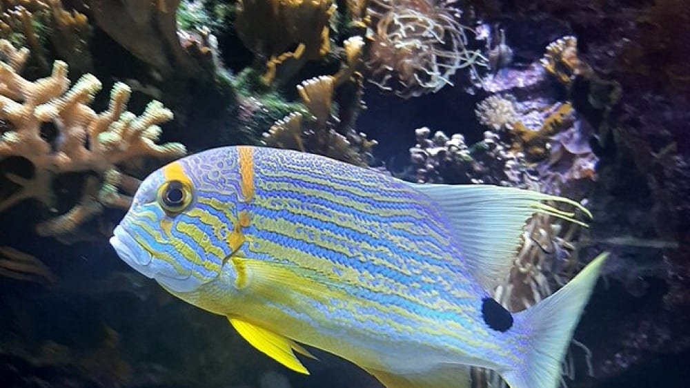 המוזיאון האוקיאנוגרפי