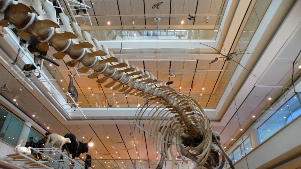 מוזיאון הטבע של טרֶנטוֹ