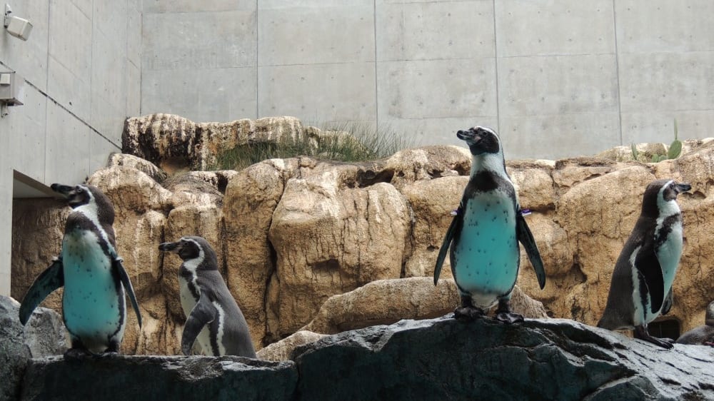 אקוואריום הפינגווינים