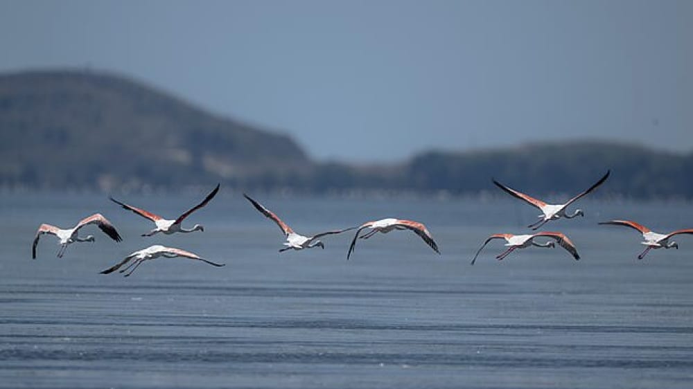 לגונת נָרְטָה