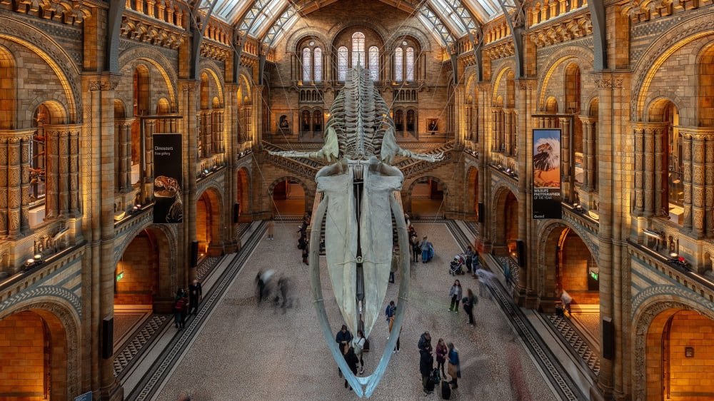 שלד של לווייתן כחול באולם הכניסה של המוזיאון‭ ‬לטבע