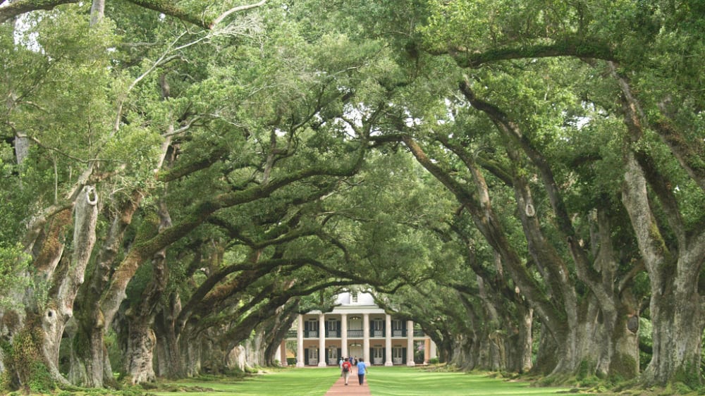 אחוזת המטעים אוֹק אַלי