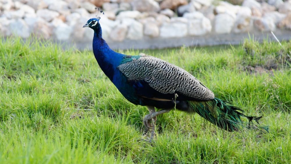 גן־החיות של פּאפוֹס