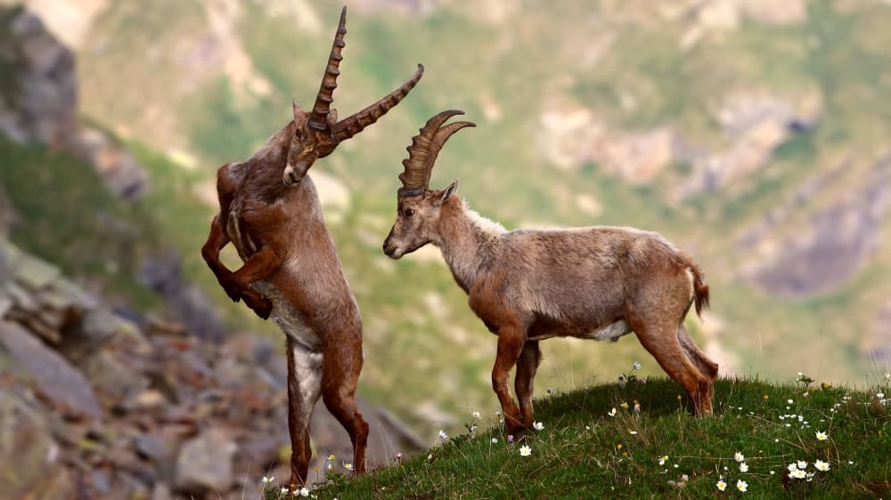 יעלים אלפיניים בפארק הלאומי גראן פרדיסו