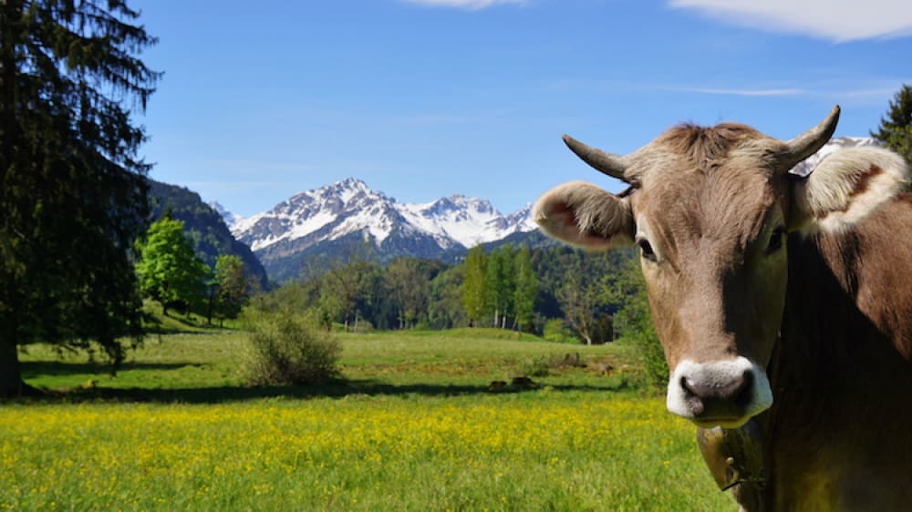 פרה רועה בעמק בפארק הלאומי גראן פרדיסו