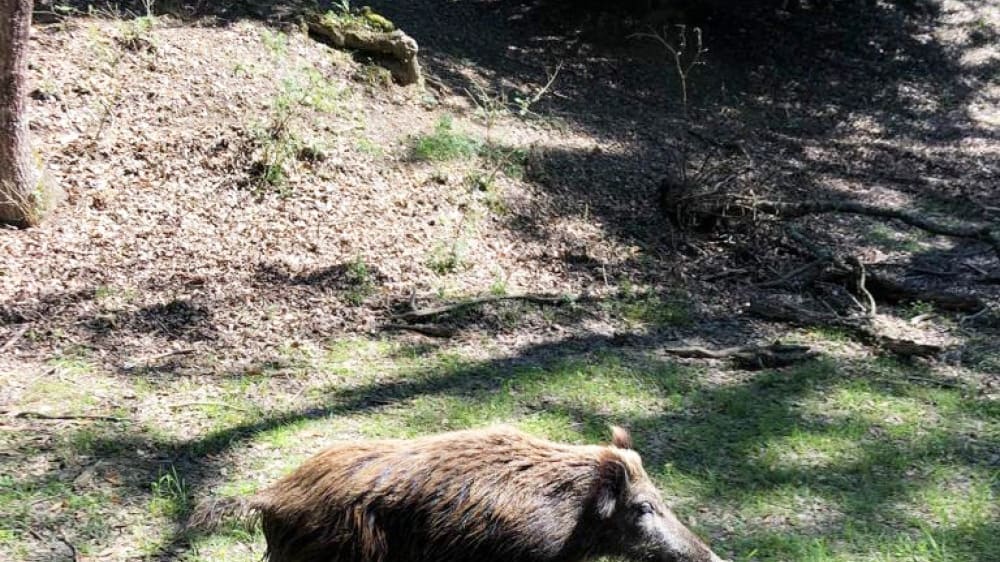 חזיר בר בפארק האזורי סן רוֹסוֹרֶה