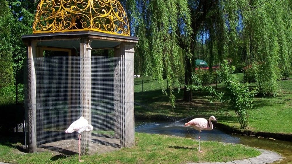 פלמינגו בפארק וילָה פָּלָוויצ׳ינוֹ