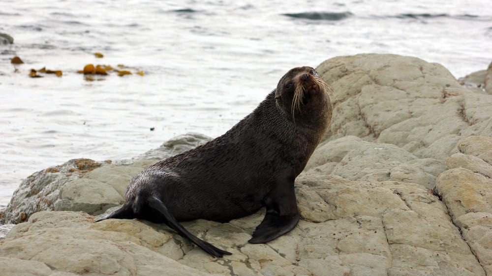 כלב ים פרוותי בתצפית קין