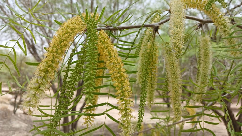 פריחת ינבוט לבן