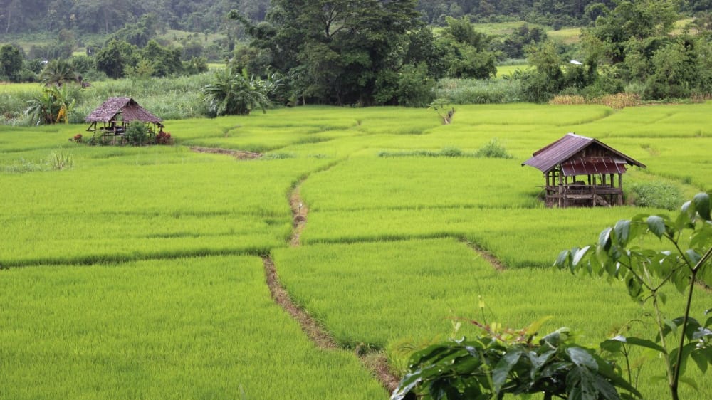 שדות האורז בדרך אל הכפר