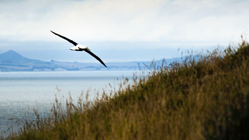המרכז לחקר האלבטרוס המלכותי