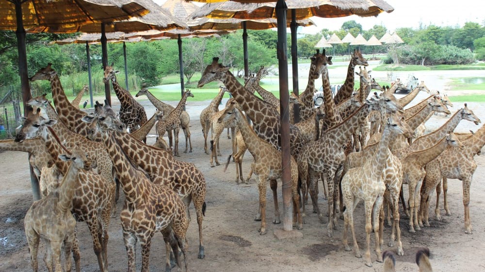 פארק עולם הספארי