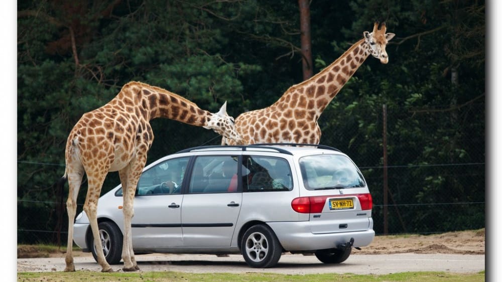 ספארי בֶּיקסֶה בֶּרֶחֶן וארץ השעשועים (אתר <span class='num-1 poi_bullet_num'></span> ביום זה)