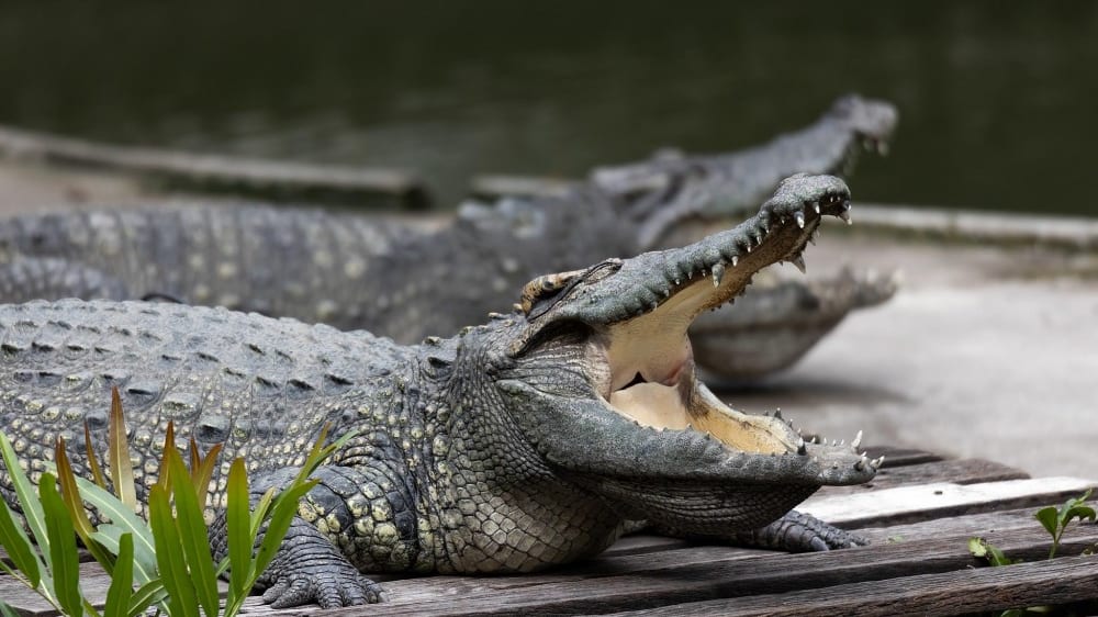 מופע התנינים בגן החיות סָמפּראן