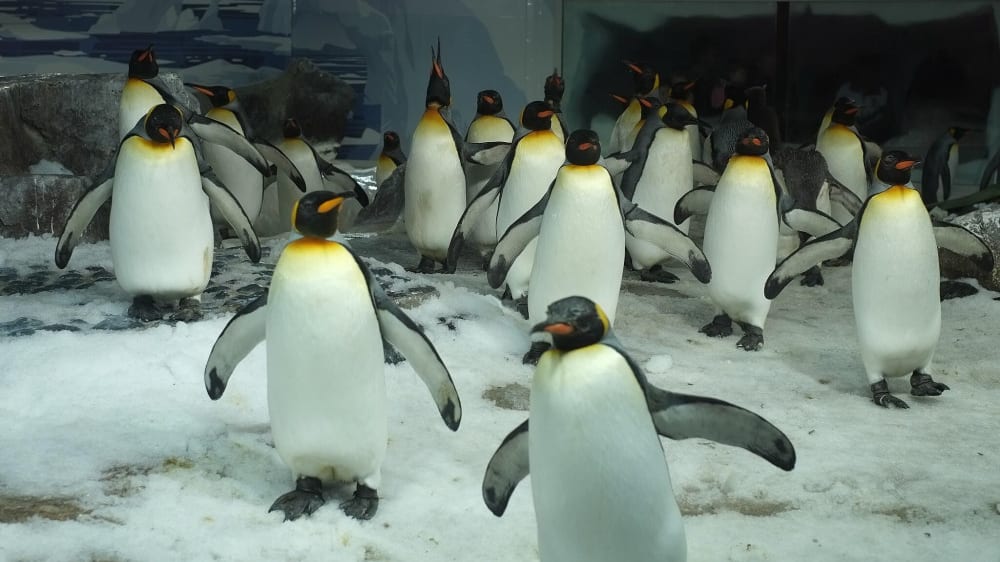 פינגווינים בעולם התת ימי של קלי טארלטון