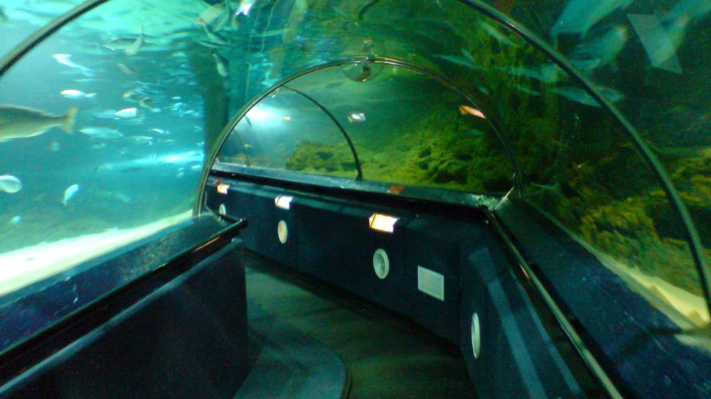 העולם התת ימי של קלי טארלטון