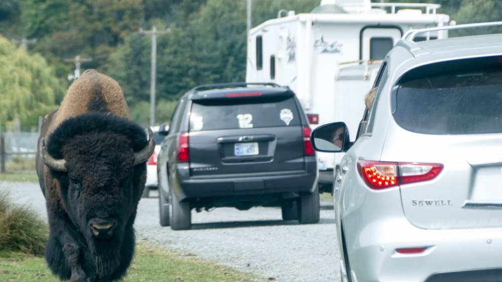 החווה לחיות ניצודות בסְקווים