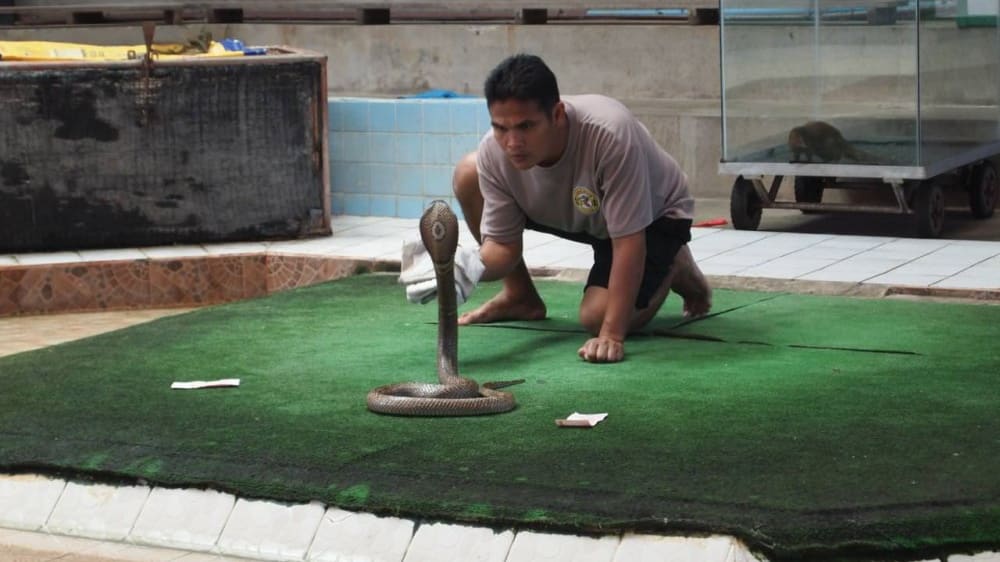 נחש קוברה בחוות הנחשים