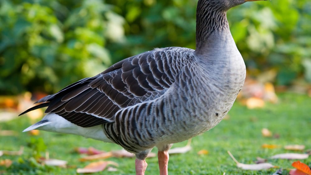 אווז אפור בפארק סנט ג׳יימס