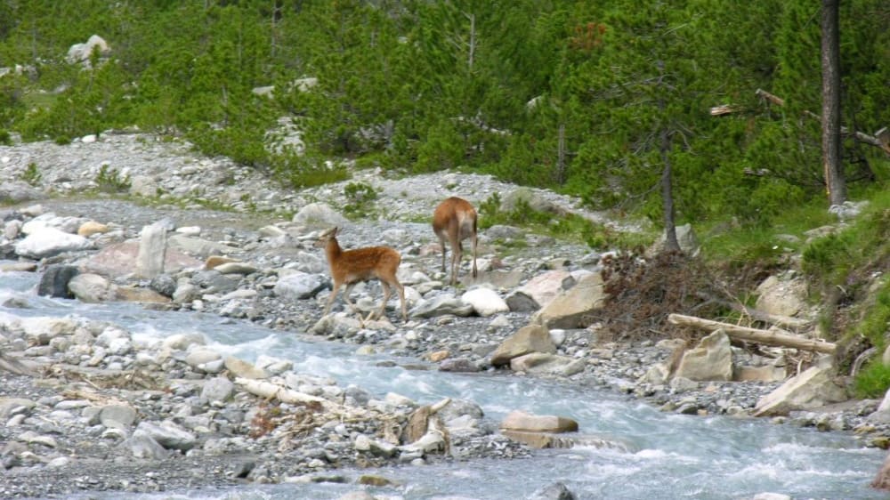 הפארק הלאומי של שווייץ