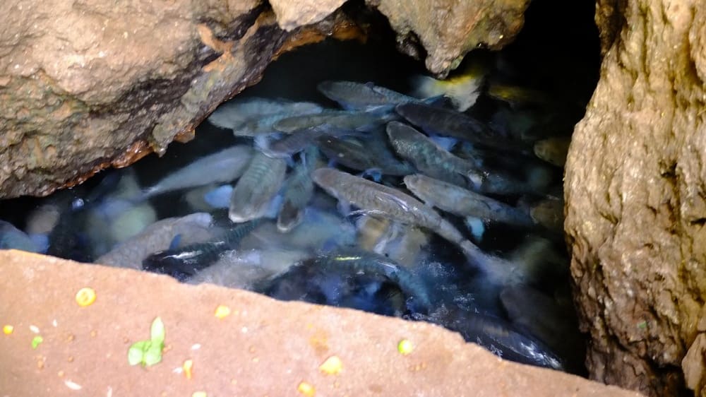 מאות דגי סוֹרוֹ בּרוּק משכשכים במערת הדגים