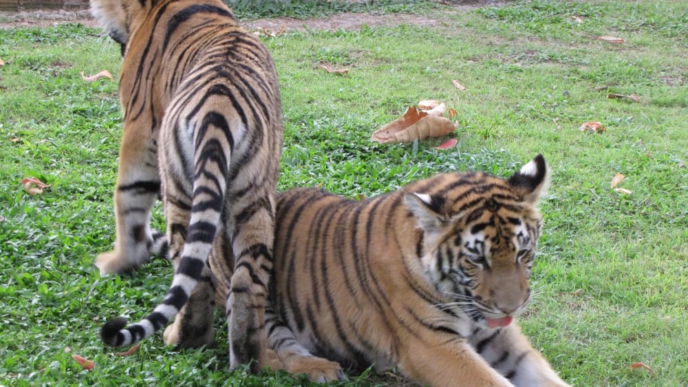 ממלכת הטיגריסים פּוּקֶט