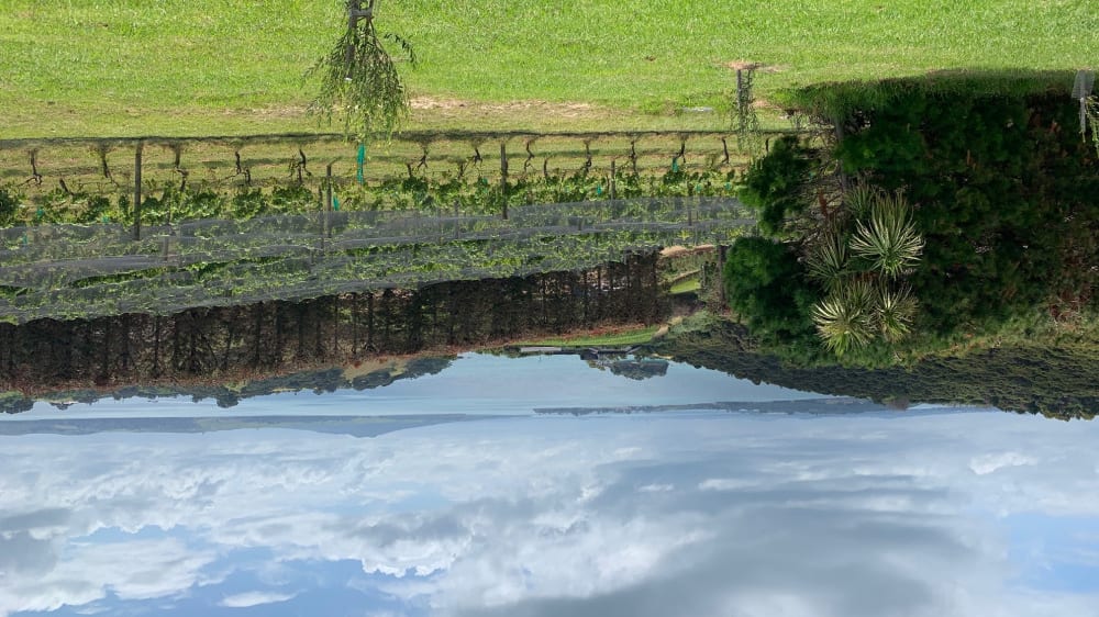 כרמים וים באי וואיהֶקֶה