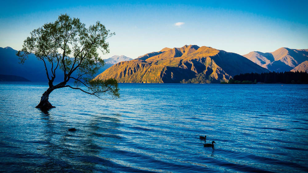 עץ וָאנָקָה