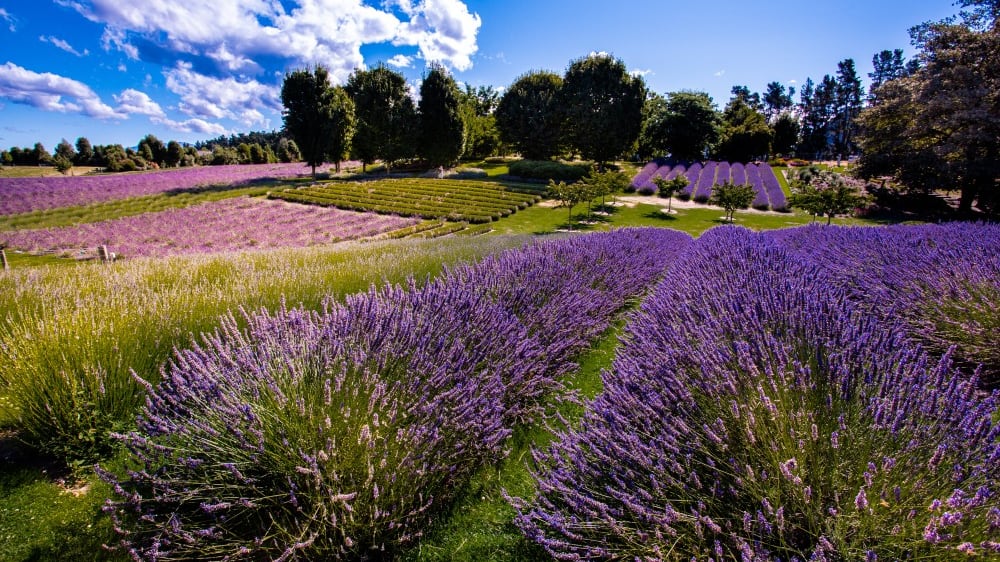 חוות הלבנדר של וָאנָקָה