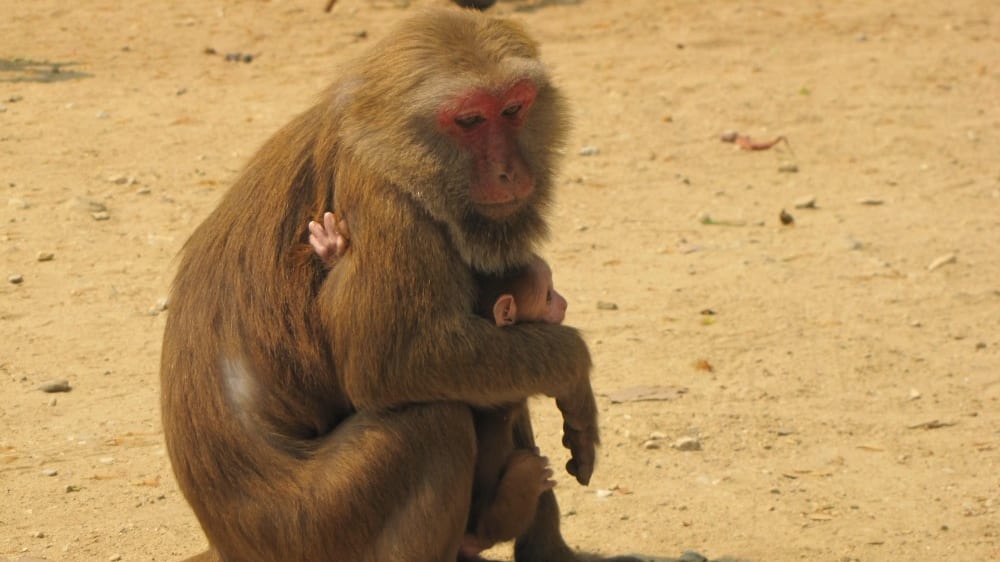 שני דורות של קופים